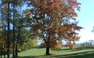 Leták Čistých Šlapanic – květen 2013